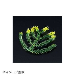 ヤマコー 用美 たちかずら飾り(大) (200ヶ入) 25888