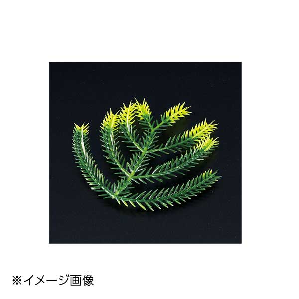 ヤマコー 用美 たちかずら飾り(大) (200ヶ入) 25888